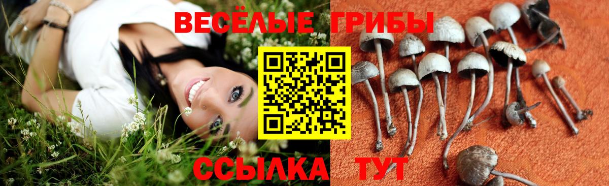 Галлюциногенные грибы прущие грибы  Галлюциногенные грибы мицелий  что такое   Вход с VPN  Шадринск 